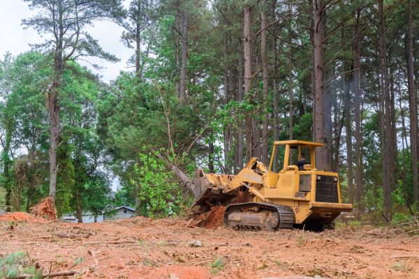 Forestry Clearing in Endicott