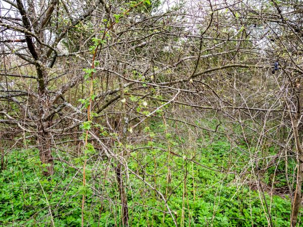 Underbrush Clearing in Endicott