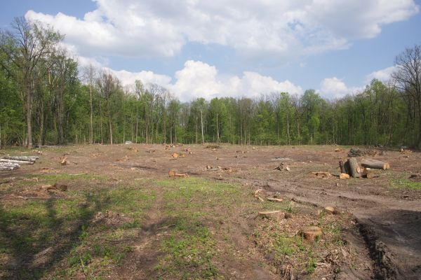 Pasture Clearing in Endicott