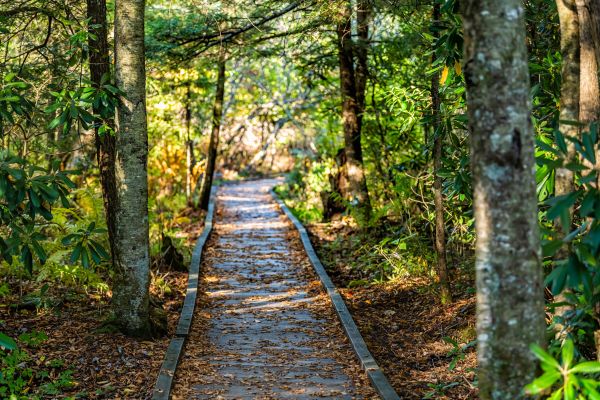 Trail Clearing in Endicott