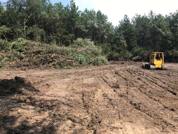 Thicket Clearing in Endicott